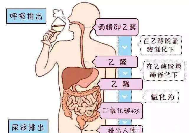  酒精|喝酒伤肝，有些还喝出命，为什么还那么多人喝酒呢？不怕伤肝吗？