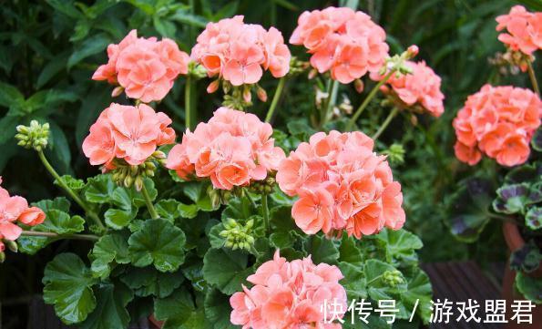 特爱“吃土”的8种花，该换盆时就换盆，别偷懒