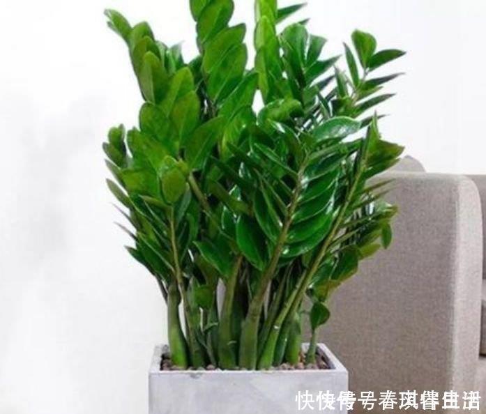 事业|4种花养了就爆盆,好养又漂亮,沾土就活,家里养一盆,事业兴旺