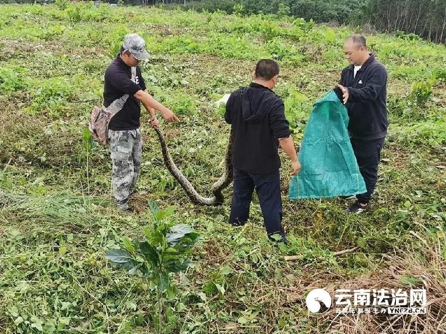 森警|森警救助“迷路”缅甸蟒