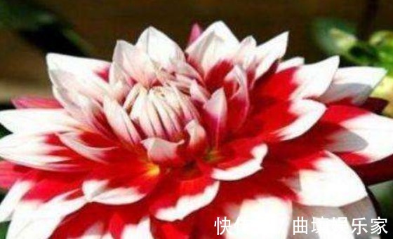 喜欢养菊就选“凤羽明霞”,造化神秀,芳姿耀眼,观赏性价值极高