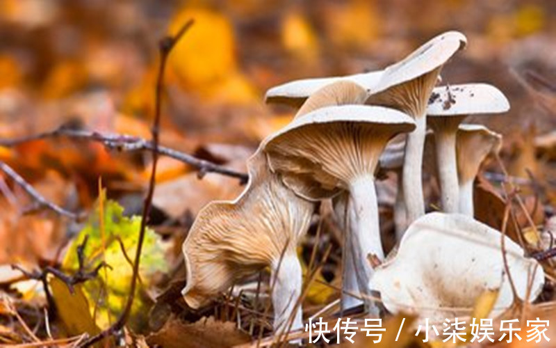 甲醛|千万不要买的几种食材，含有大量甲醛，极容易引起健康问题