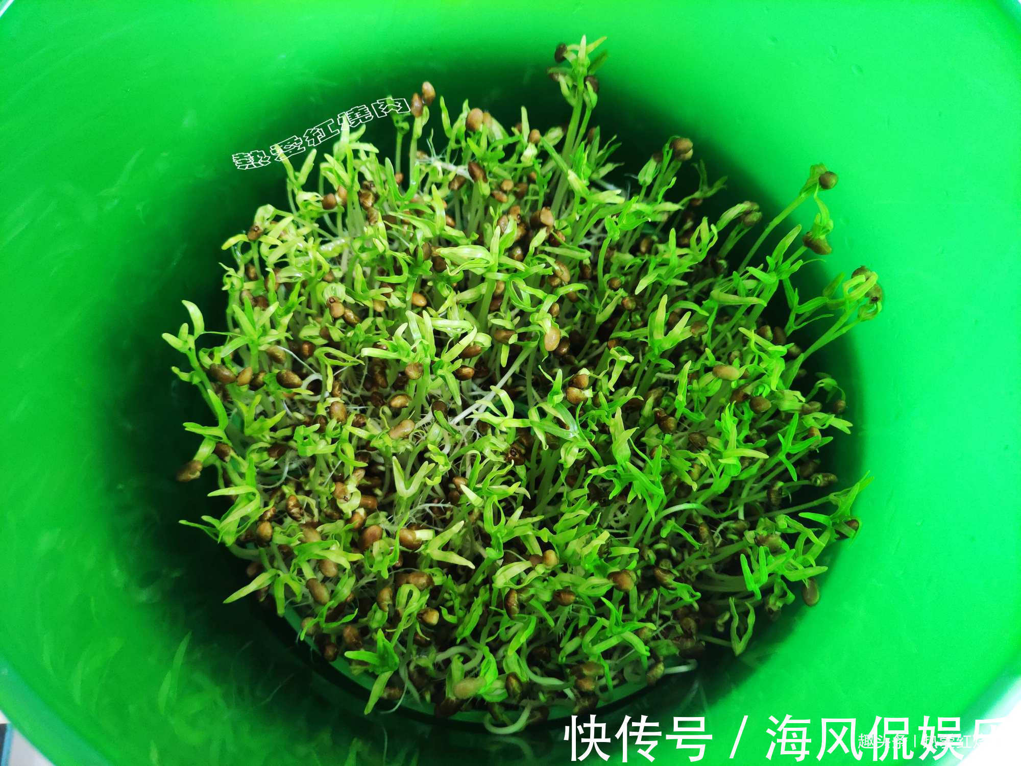 以前空心菜都是买着吃，这回用菜籽自己种的，不用土11天就能吃了