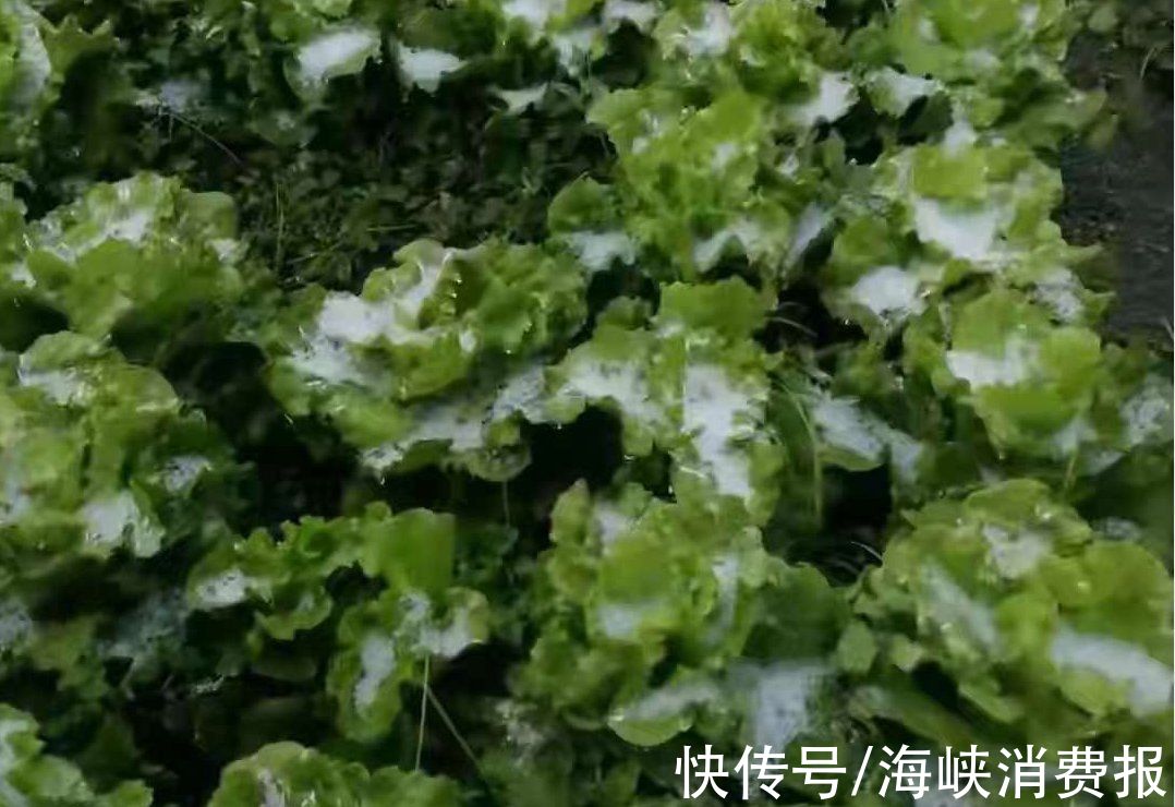 福州|瑞雪兆丰年--虎年首场有机生活市集来了