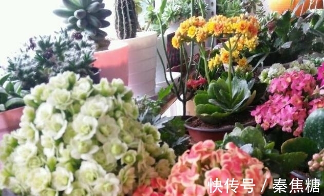 营养物质|冬日长寿花开完花后，马上动手做4件事，10天就能迎来下一波花