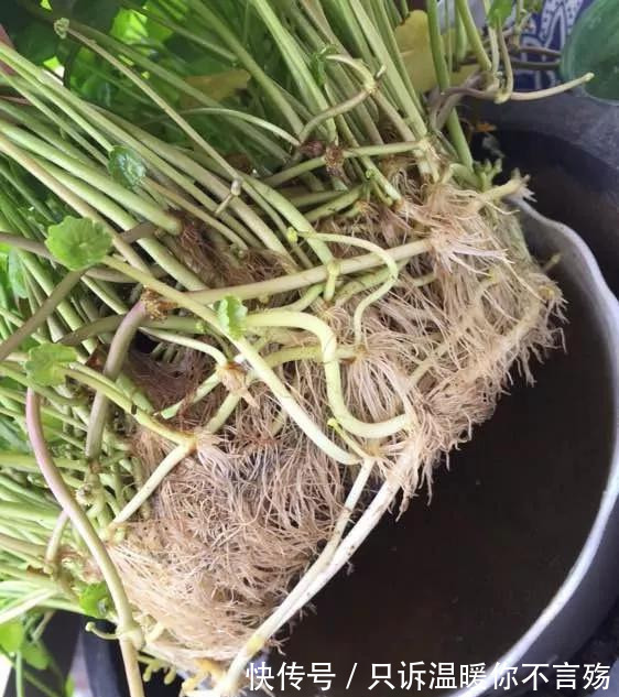 养花技巧铜钱草养在这,7天就爆盆,叶子长成巴掌大!