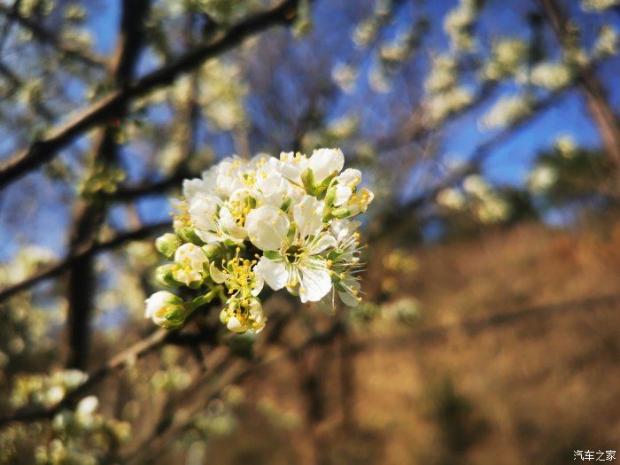 |放飞心情，徜徉于花海