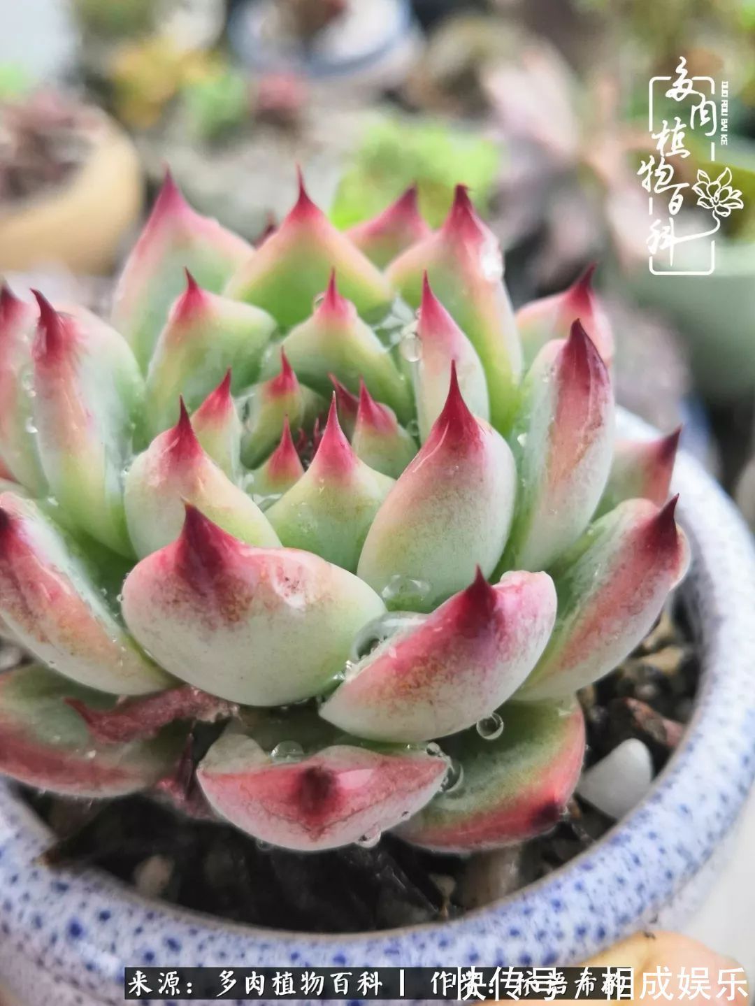 何以解忧，唯有多肉！目光所及，皆是喜欢！