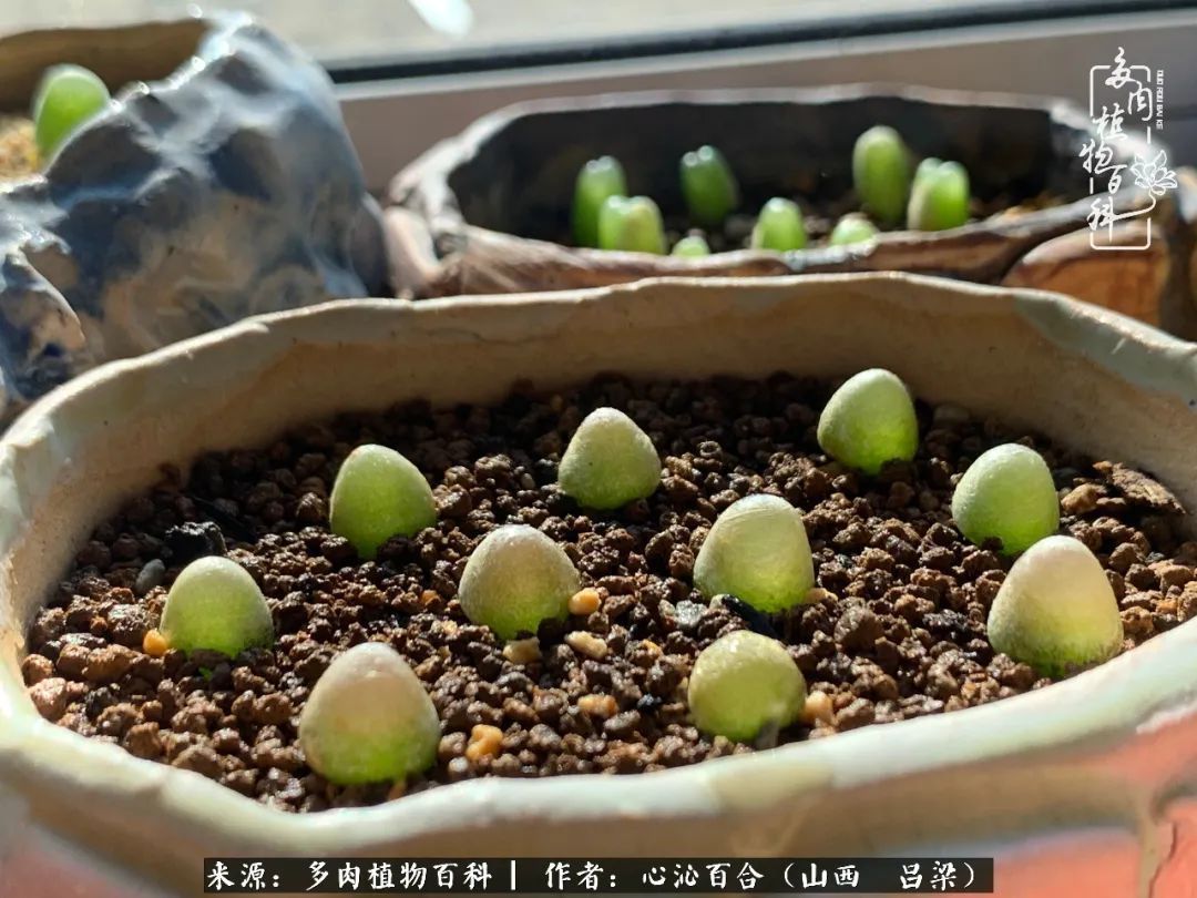 夏季的多肉,绿色才是主色调!努力呵护,期待绽放的那一刻!