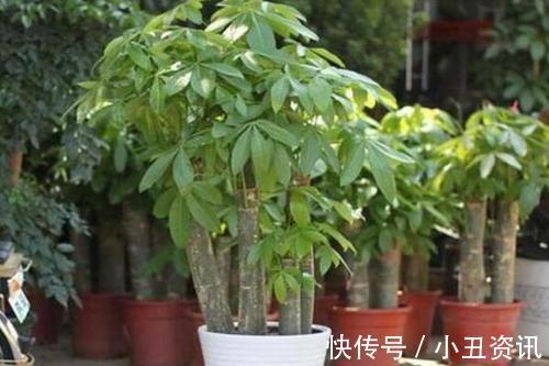 “吉祥又招财”的3种花,尤其是最后一种,家里越养越富贵!