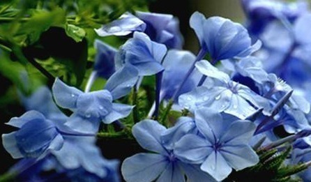 可爱迷人的3种花，美不输玫瑰，四季开花，种植容易，很值得入手