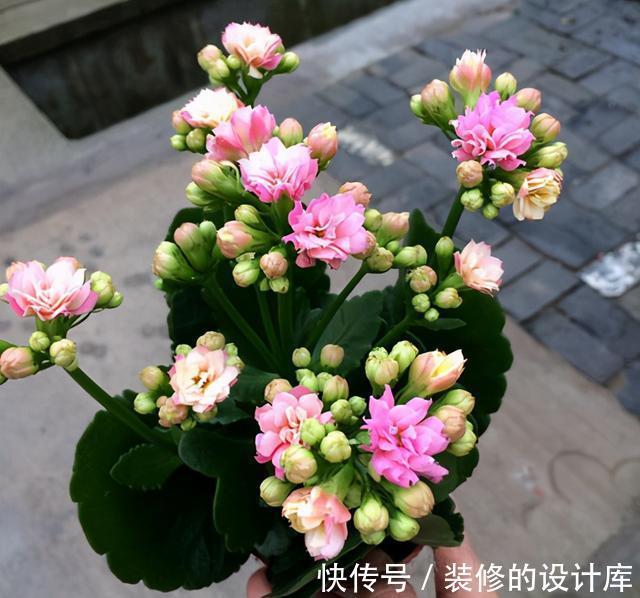 叶片|4种漂亮花，适合“穷养”，用小盆多晒晒，长得更好看