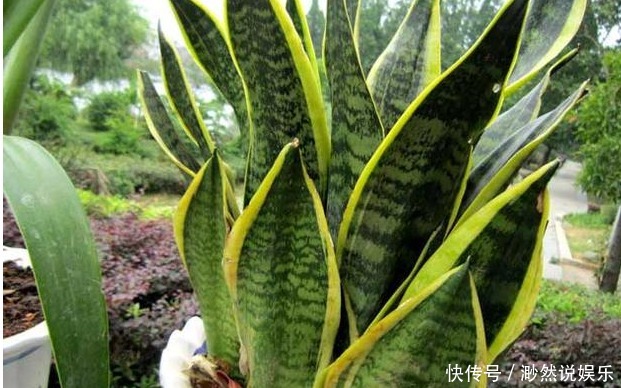 皋比兰|新手虎皮兰开花见过吗照着几点养护,虎皮兰开花爆盆不是难题