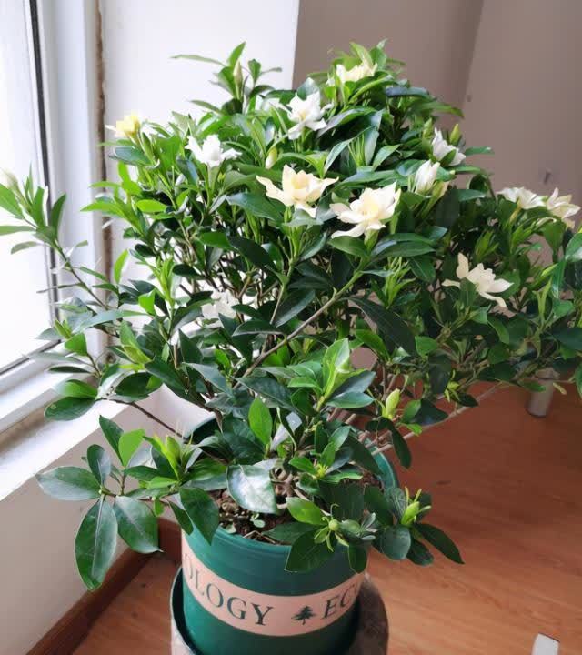 松针是很好的“酸性土”,春天换盆用它最好,但是要学会制作方法