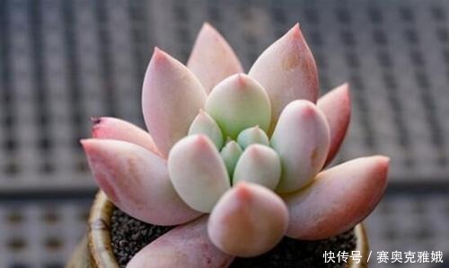 盘点8款胖多肉，颜值高好养护，喜欢多肉一定别错过！