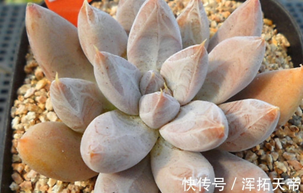 把多肉养出暗纹,需要两个步骤两个条件,控水时间要掌握好