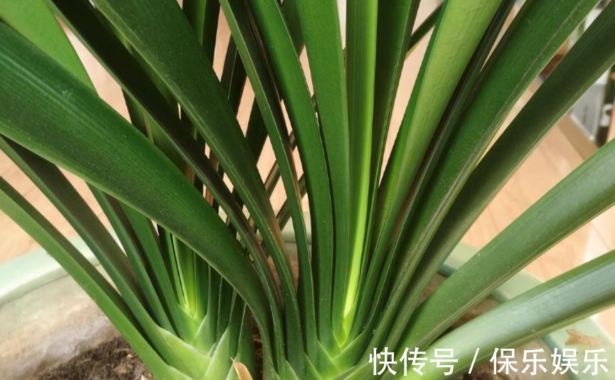 花肥|松树有2宝,松果壳、松针,带回家养花,效果比花肥强