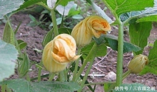 南瓜花|农村一种野菜花常被忽视，却不知比果实好吃，夏季不要错过