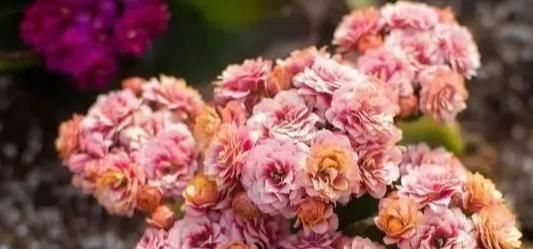 养花要心狠，特别是此5种花，剪得越狠长得更好，株型繁茂