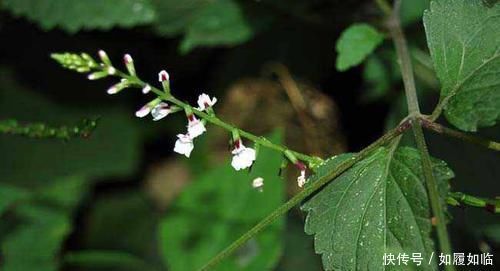 农民|农村这种野草长满刺,农民见了就砍,却不知是珍贵的“接生草”