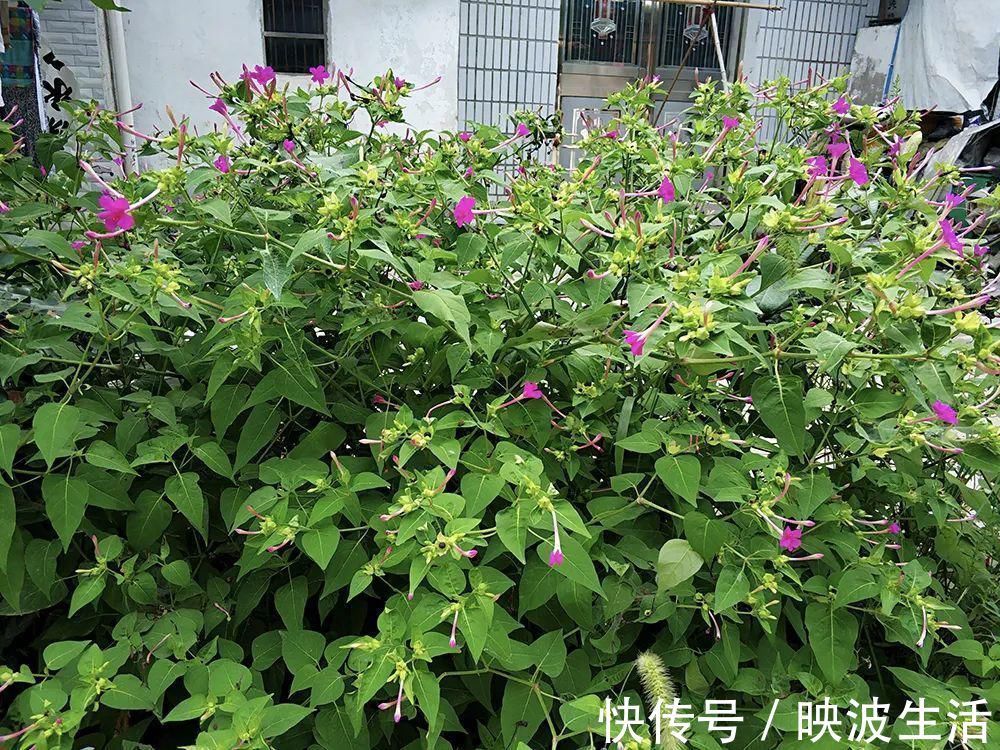 一种外来植物 俗称 地雷花 你可能玩过 但却不知它价值很高 粉紫色 一种外来植物 俗称 地雷花 你可能玩过 但却不知它价值很高 粉紫色