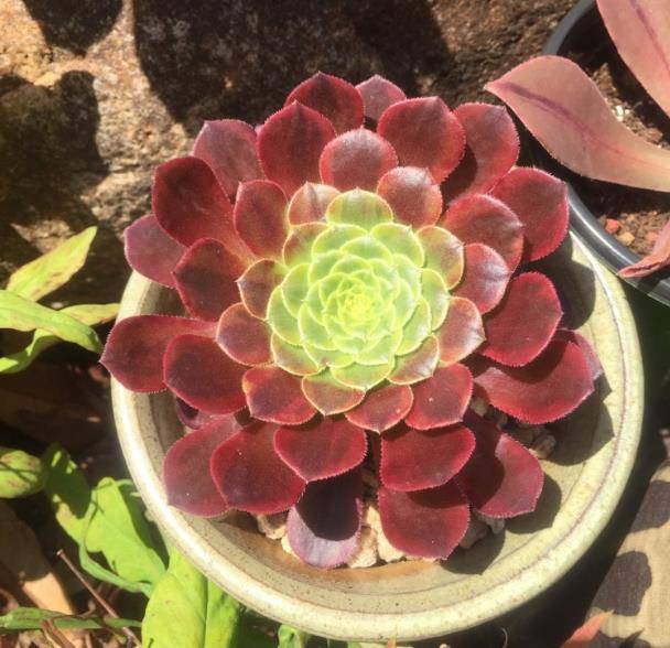 技巧|给多肉植物补充养分,用上这个技巧,多肉肥了一大圈