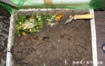 蚯蚓|养花不用买肥料,生活中的这些废料用来养花,效果比买的还好!