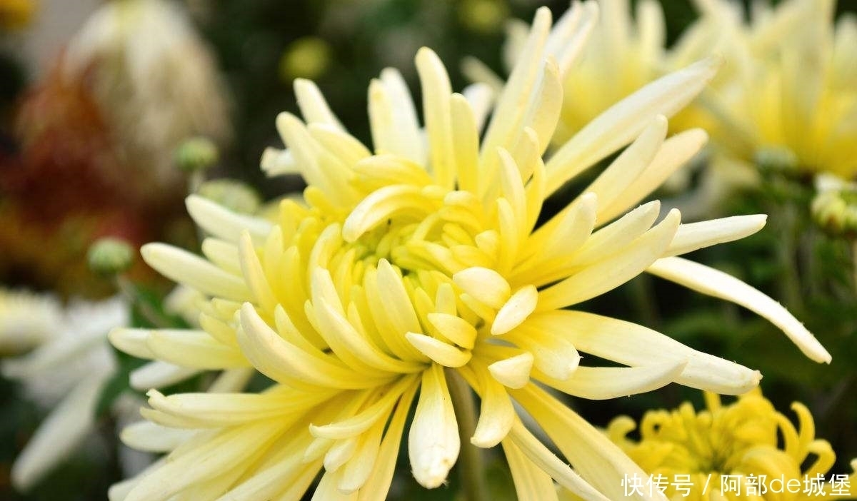 菊花和此物一起泡，睡前喝一杯，祛湿排毒，燃烧身体多余脂肪