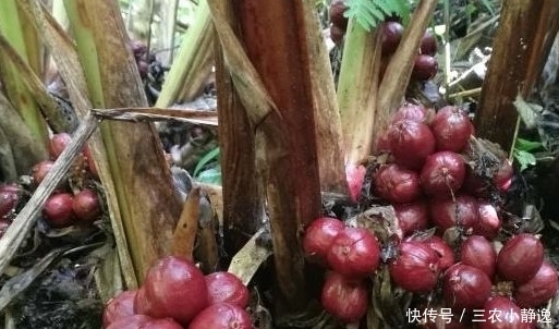 去寒|草果以前不受待见,晒干后一斤60元,很能祛痰去寒,如何种植呢?