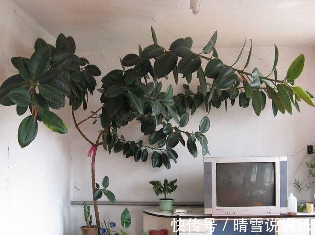 修剪|盆栽橡皮树,养护有诀窍,叶子亮的能发光,枝干粗壮,百搭盆栽