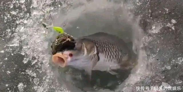罕见!辽宁钓鱼人喜获“金蟾抱鲤”寓意好运来?知道真相后很尴尬