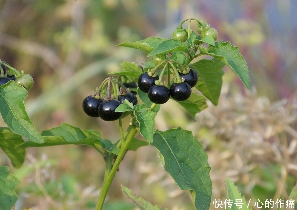 此“龙葵”非龙葵,结出来的果实,具有“除病”的妙用处