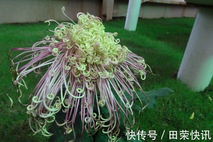 喜欢菊花,就养盆国华濑音,似翩翩仙女,缭绕飘舞,实乃人间极品