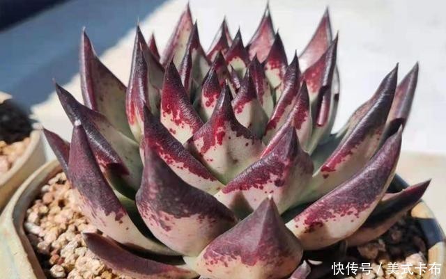 多肉乌木冬天要用补光灯吗?一般情况下不需要,毕竟它不容易徒长