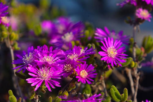 多肉中的贵族——枝干番杏，叶片呆萌，花色漂亮！