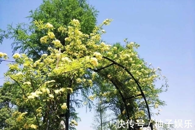 院子再小,也要养棵它,2年长一片,开花特别美,左邻右舍都说香
