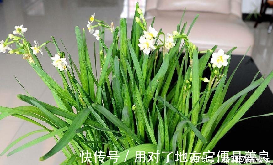 毒性|这“4种”花再便宜也别养,个个是“毒花”,看完赶紧搬走