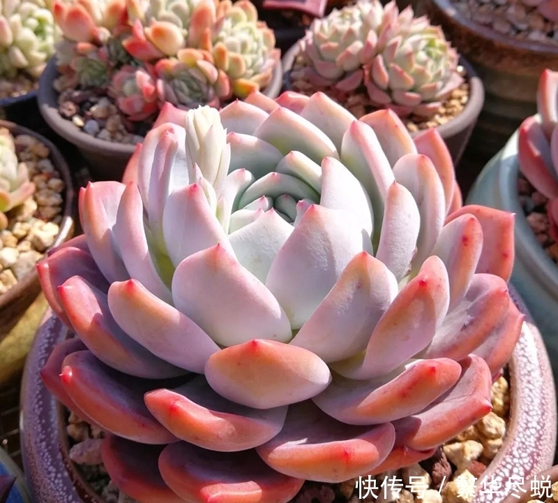 根系|夏天多肉千万别暴晒,除非看了这篇文章,不然多肉化水了