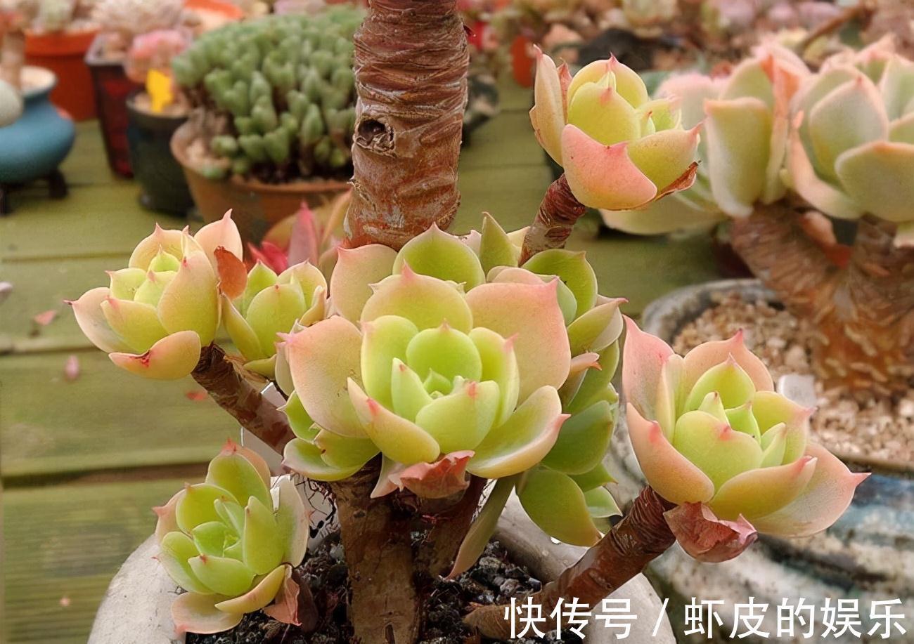 牡丹花|元旦前,“七种花”赶紧搬到阳台上冻一冻,生长茂盛,花苞呼呼冒