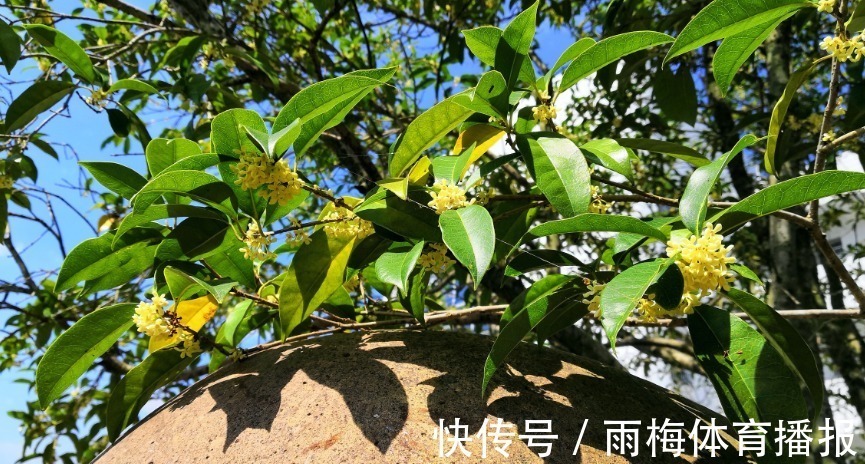 崇高&此花散发出一股股沁人心脾的香气,令人神清气爽,代表崇高和忠诚