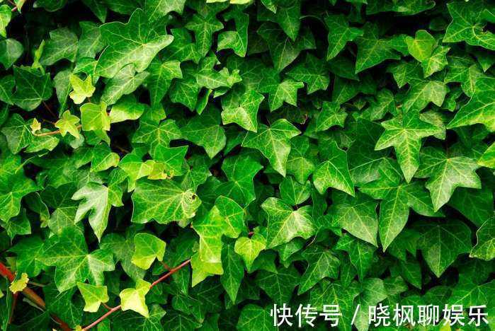 吊兰|不能对他太好,分分钟爬满你的家,停不下来!