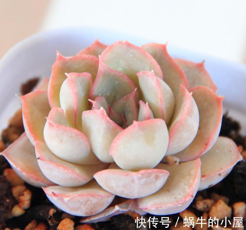 你需要知道的多肉翻盆小技巧,学会这几招彻底打破肉肉僵苗魔咒