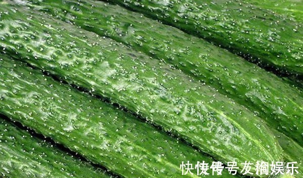 分解酶|天天和芹菜打交道,才发现芹菜的一种吃法还有毒,赶快告知家人