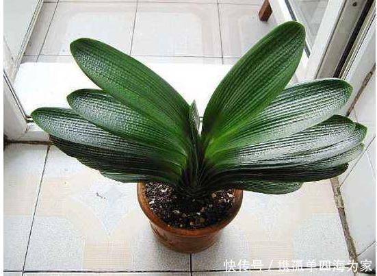 浇水|君子兰,不长叶子,不开花用上1个狠招,俩月花箭窜出来