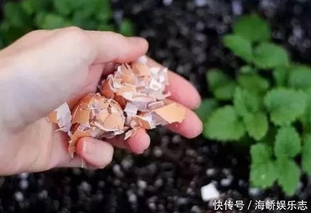 花盆中撒一把,不管多焉多难养的花,都会新芽猛长,花开爆盆