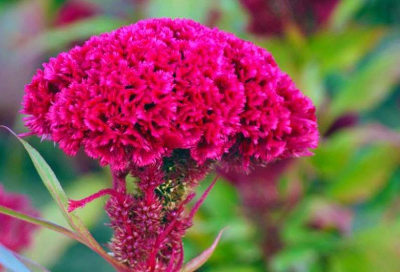 开花最香的4种花,家里养一盆,满屋飘香,红红火火好运来!