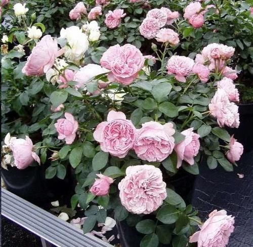 月季花新叶出现这种现象时，要及早矫正！