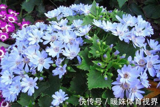 浇水|这些花好养又漂亮，花开艳丽，极易花开爆盆，就是一个大花球