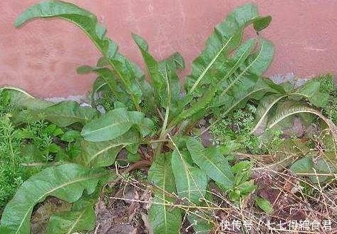 功效|农村一种“萝卜根”切开是黄金色,功效极高,俗称“金不换”