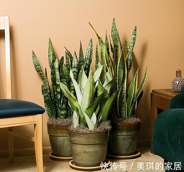 具状|虎皮兰进入8月经常“饿”,从三个方面喂饱它,才爱出小芽